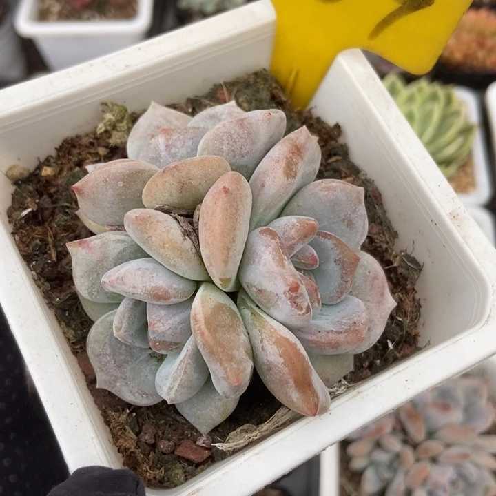 1089石榴籽多肉植物