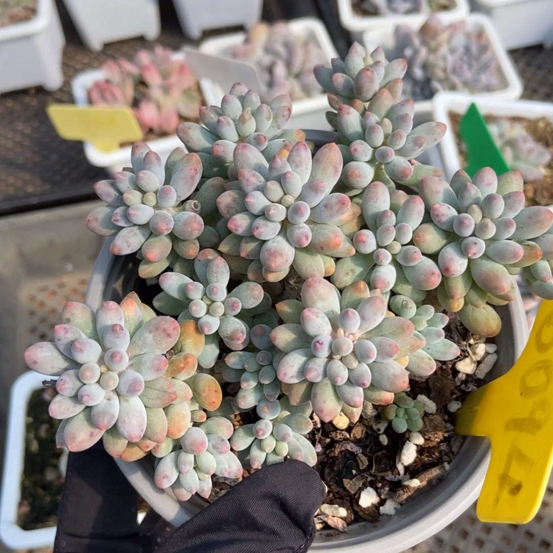 6094婴儿手指多肉植物保护