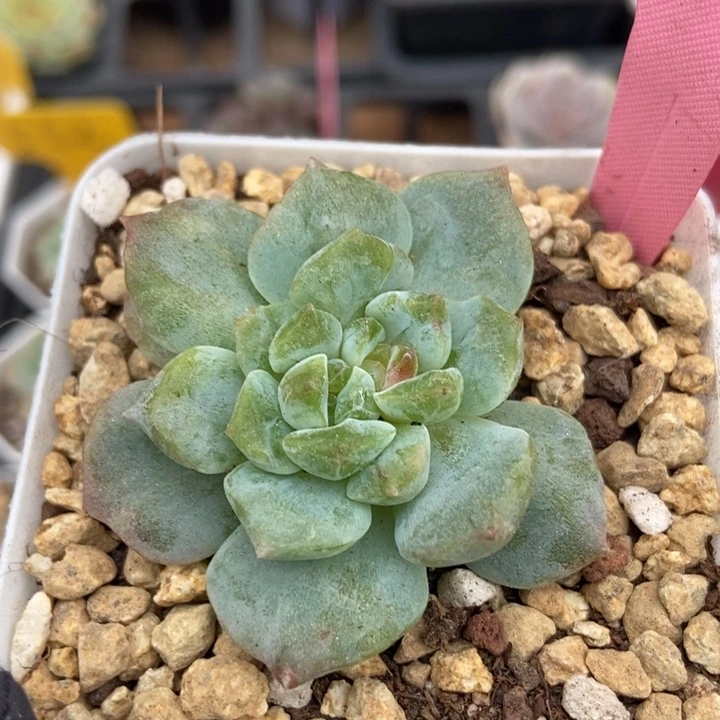 2052冰魄石化多肉植物