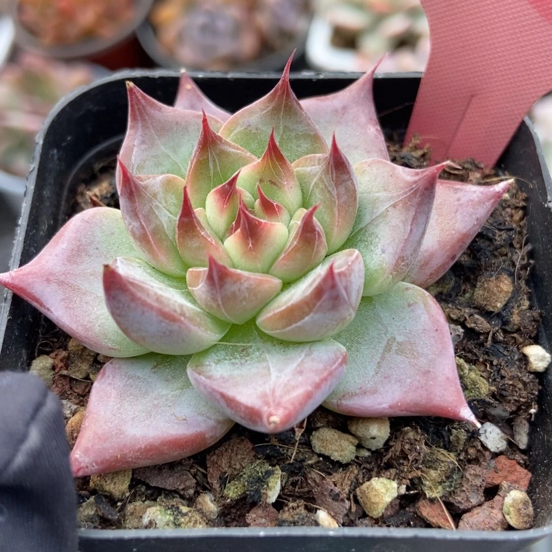 7106比神多肉植物保护