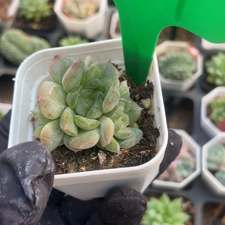1619白恋多肉植物