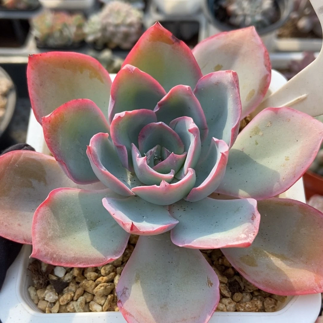 1009蓝光多肉植物保护