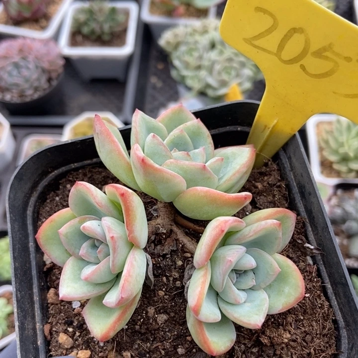 2053泡芙多肉植物保护