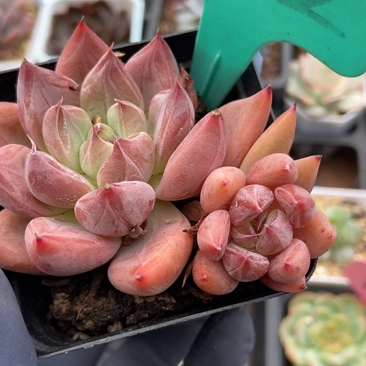 1602婚戒多肉植物保护