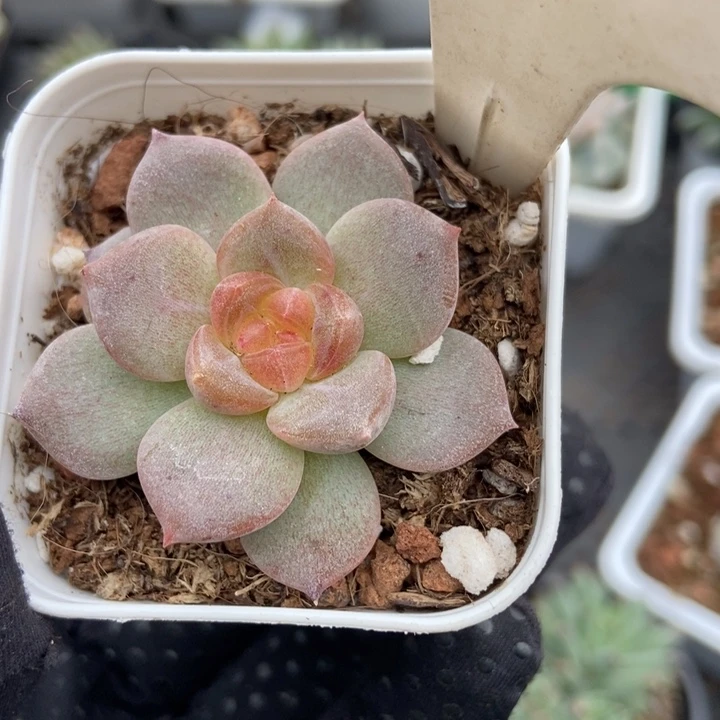 1030琥珀多肉植物保护