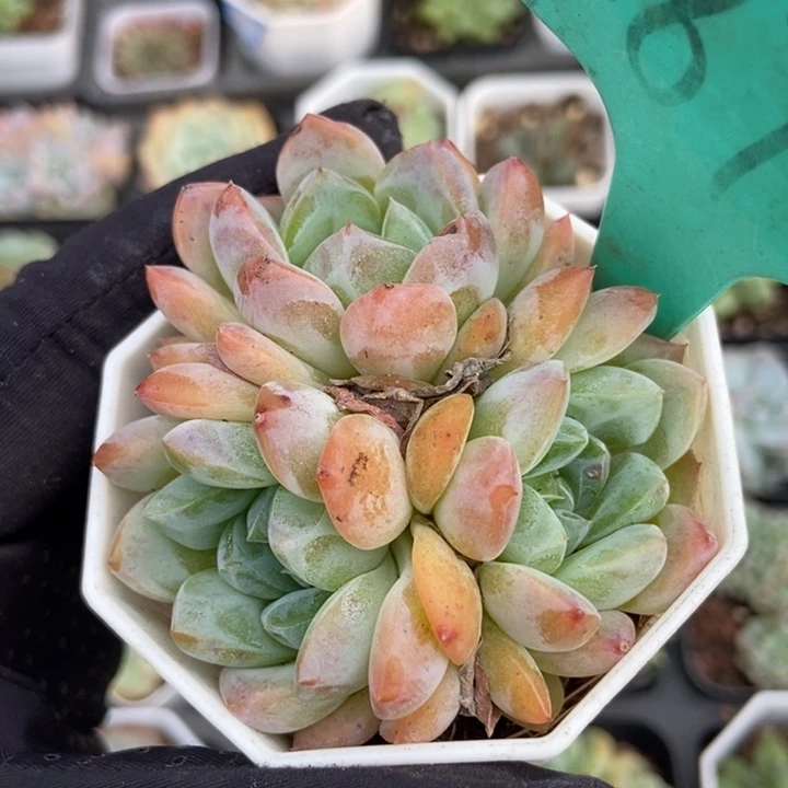 1872刚毅多肉植物