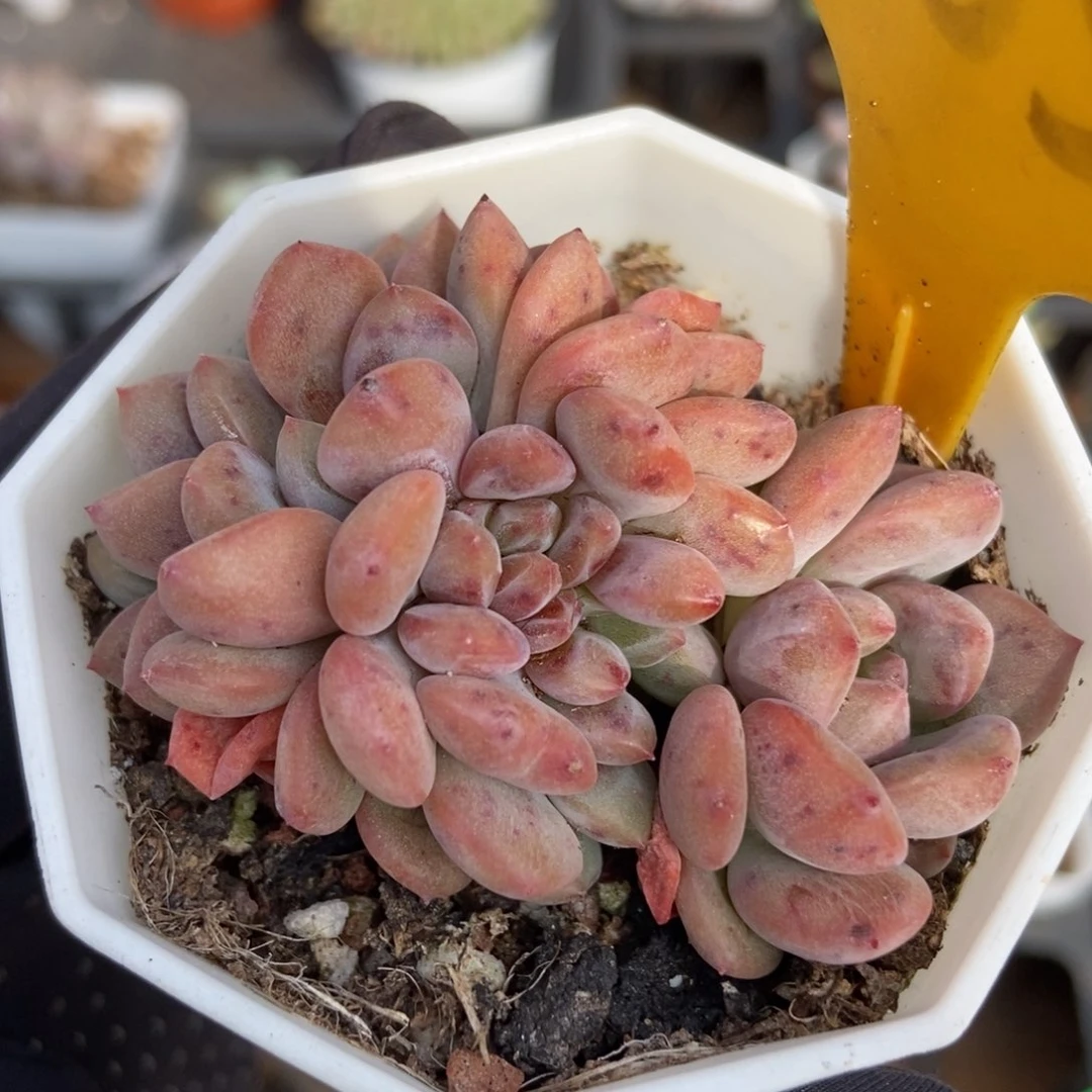 565爱丽儿多肉植物保护