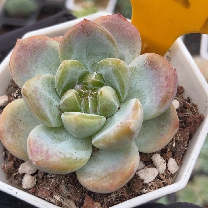 527珍妮多肉植物保护