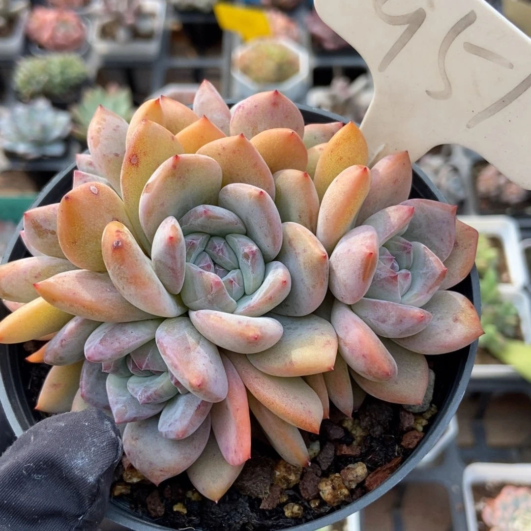 951星影多肉植物保护