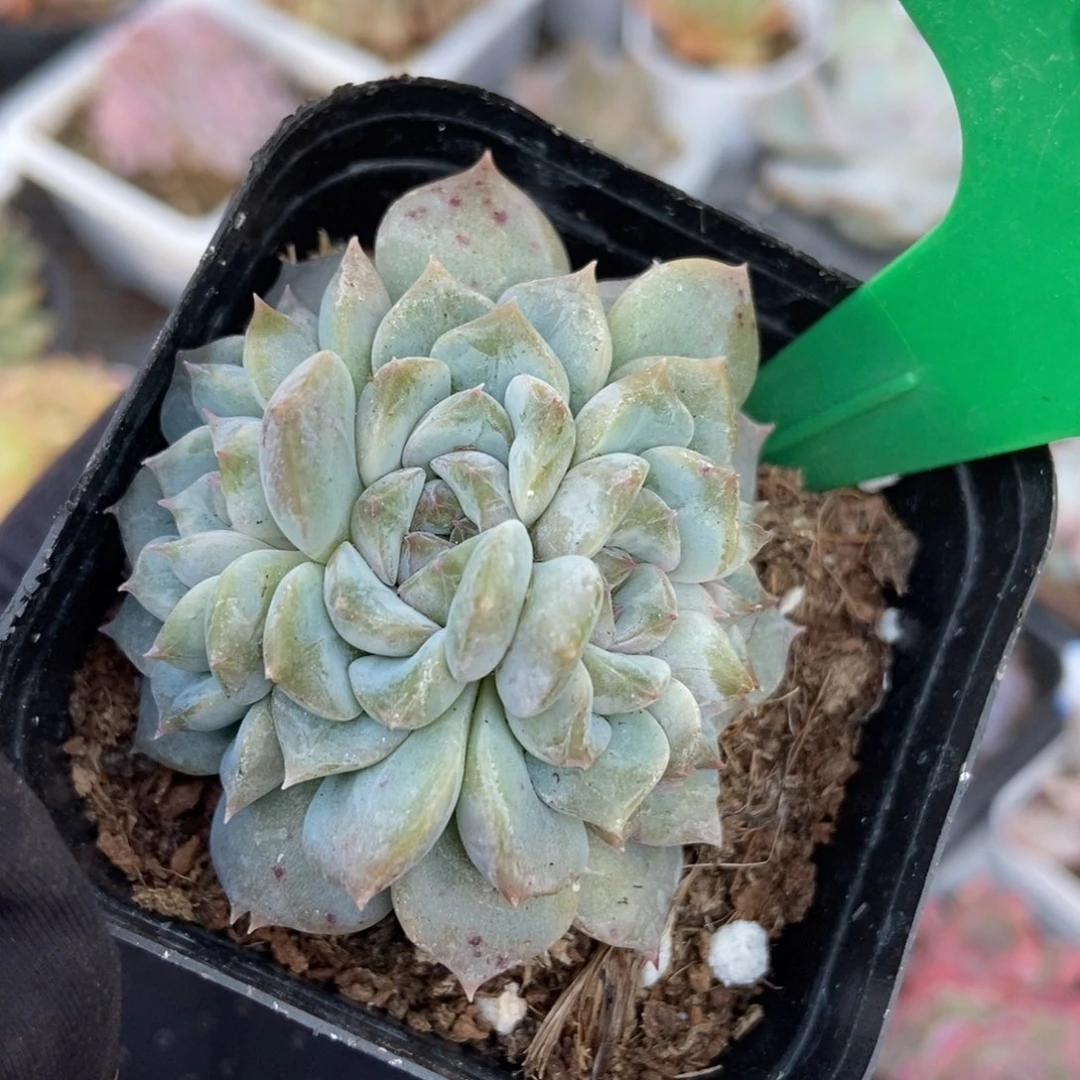 1659冰魄多肉植物保护