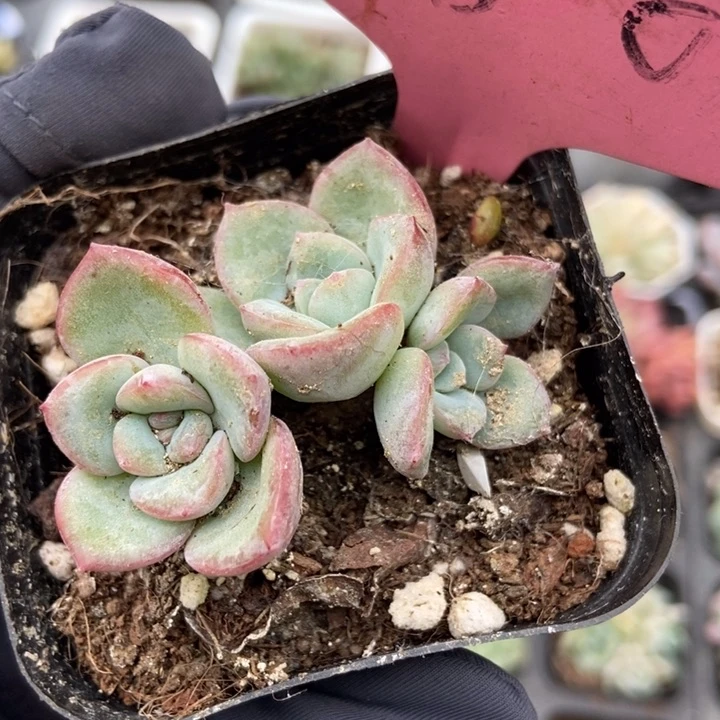 180泡芙多肉植物保护