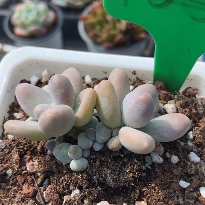 1658彩虹奶多肉植物保护