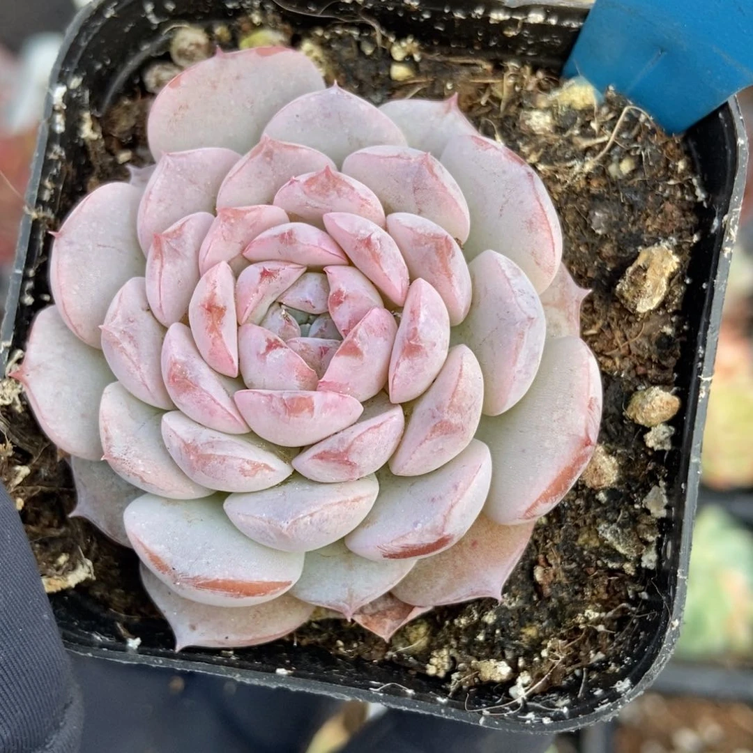 677雪颜冰魄多肉植物