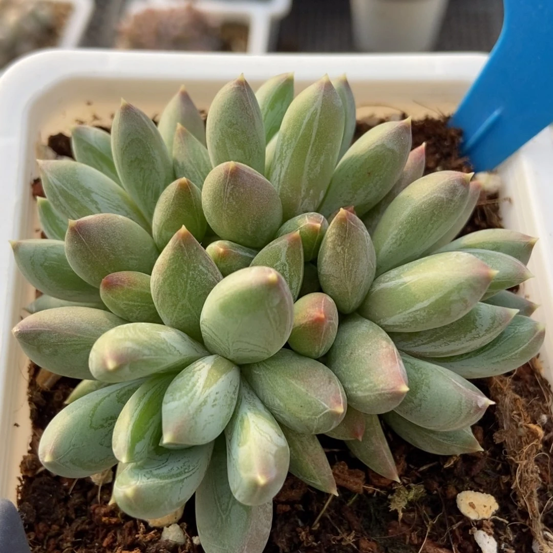 791水晶蟹爪多肉植物保护