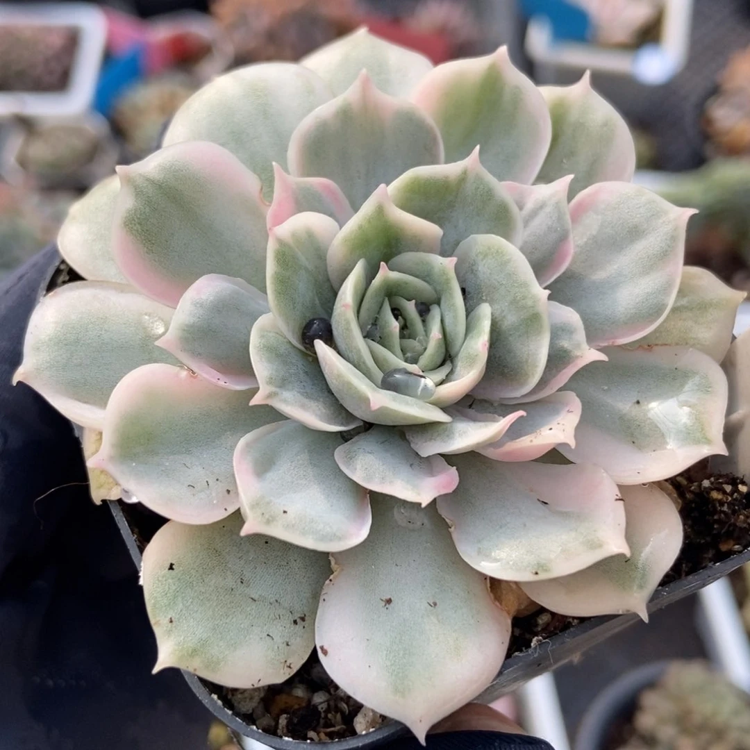 1050昂斯诺多肉植物保护