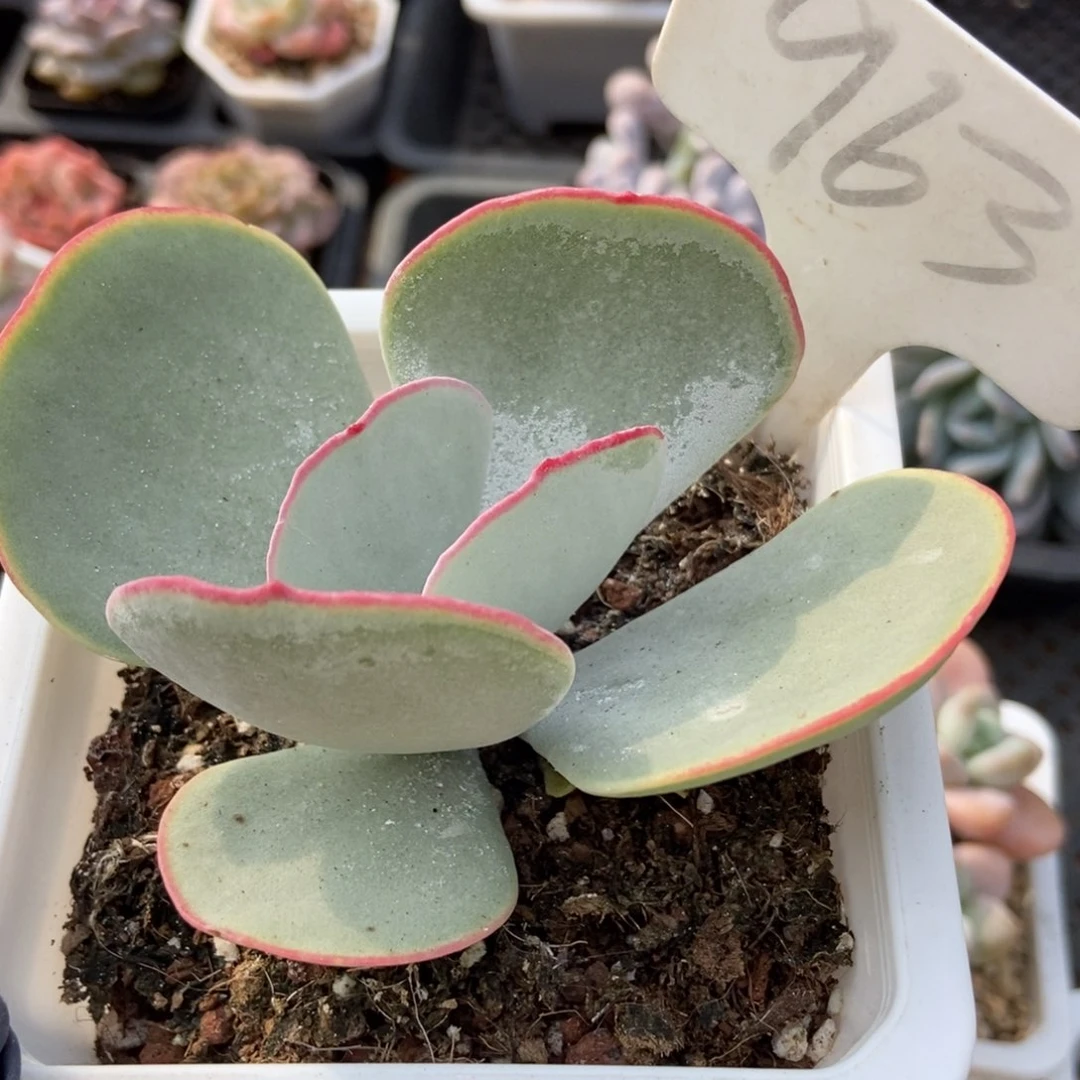 963白眉多肉植物保护