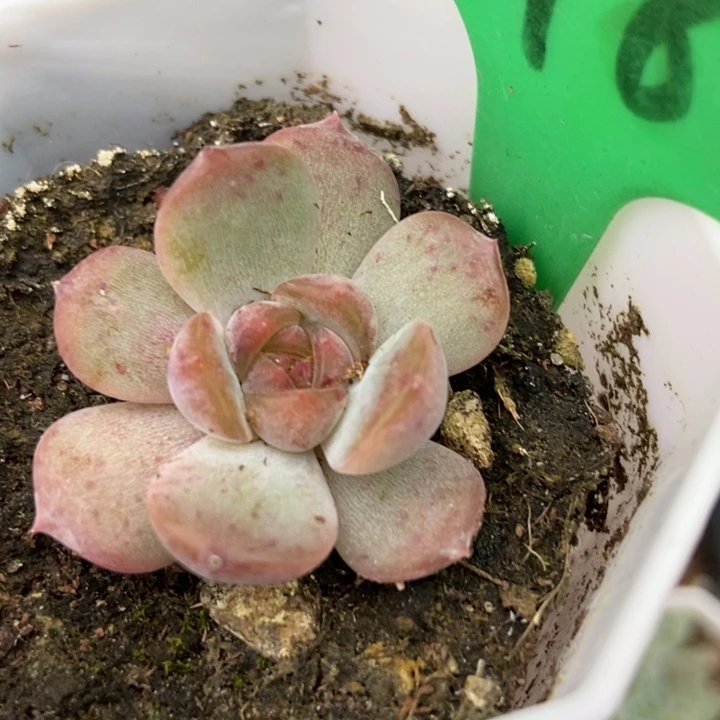 118红恋多肉植物保护