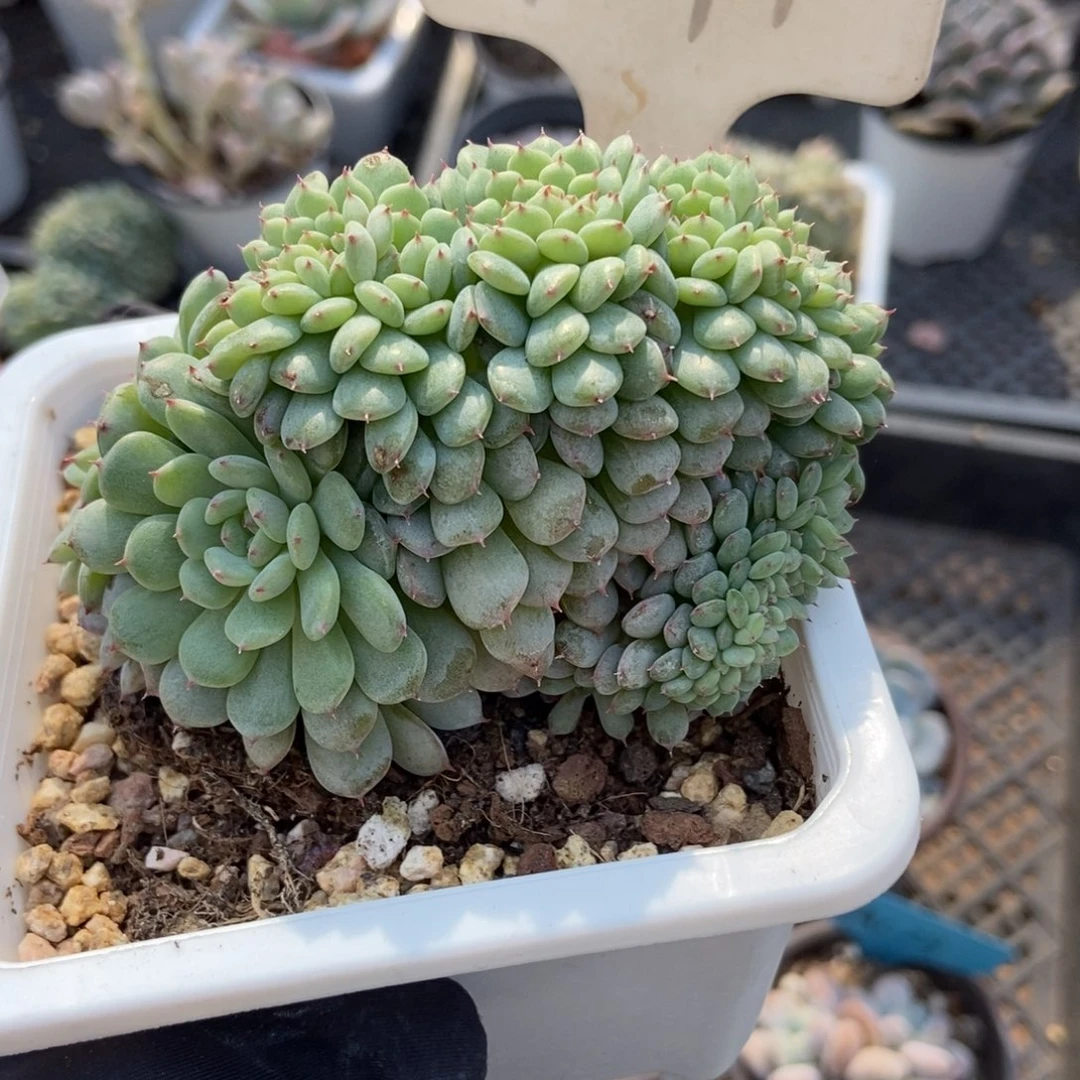 1041白胖子缀多肉植物