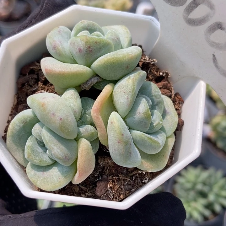 6003冰玉多肉植物保护
