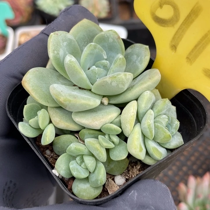 6112冰玉多肉植物