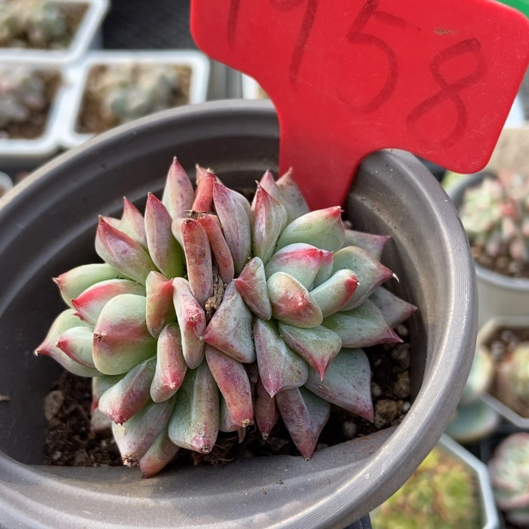 1958杂交多肉植物保护