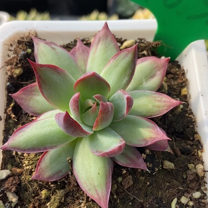 1038惊鸿仙子多肉植物