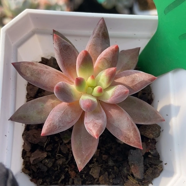 994虞美人多肉植物