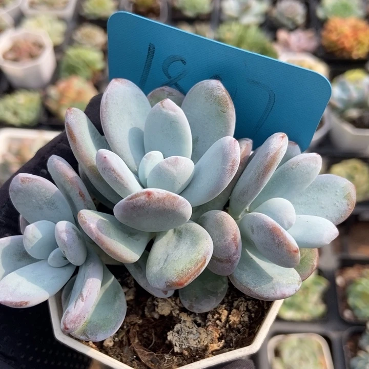 1807雪美人多肉植物