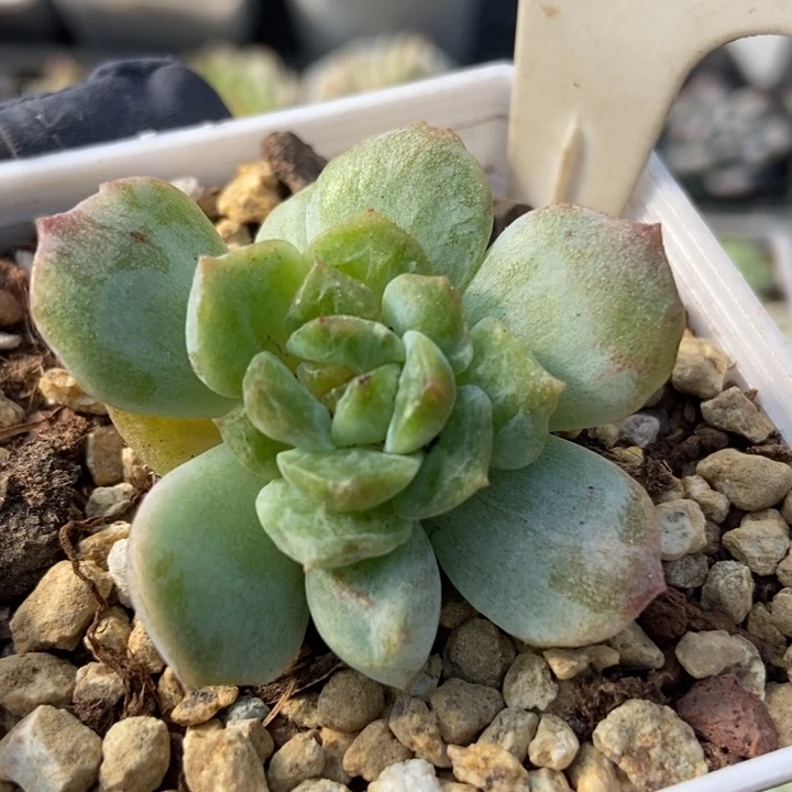 1021冰魄石化多肉植物