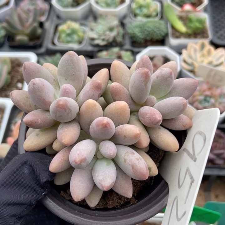 952粉色恋人多肉植物