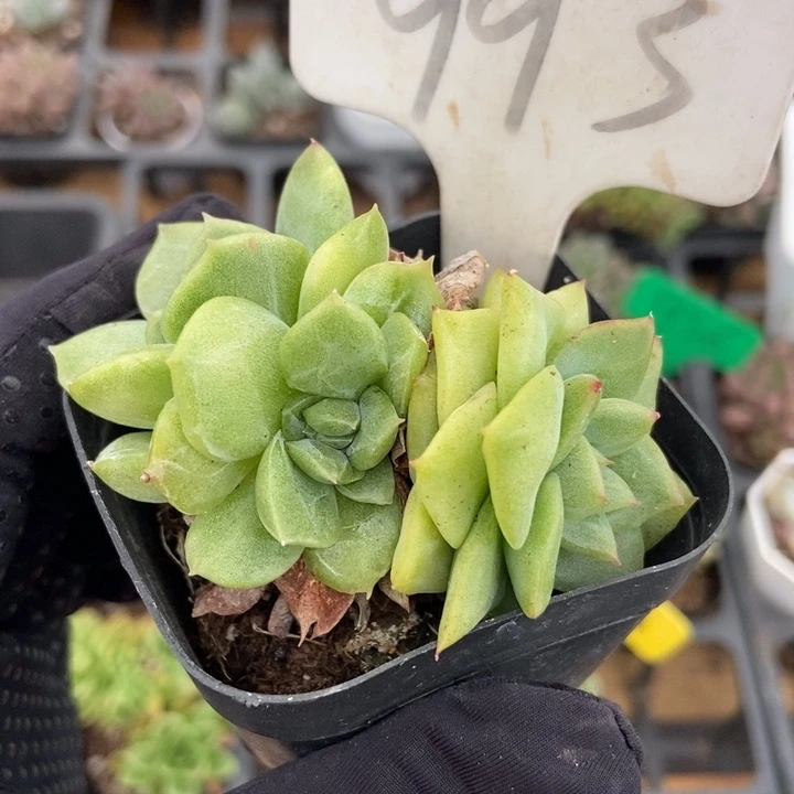 993东云锦多肉植物