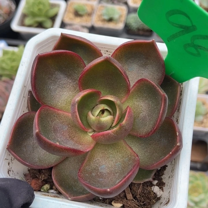 983红灯多肉植物