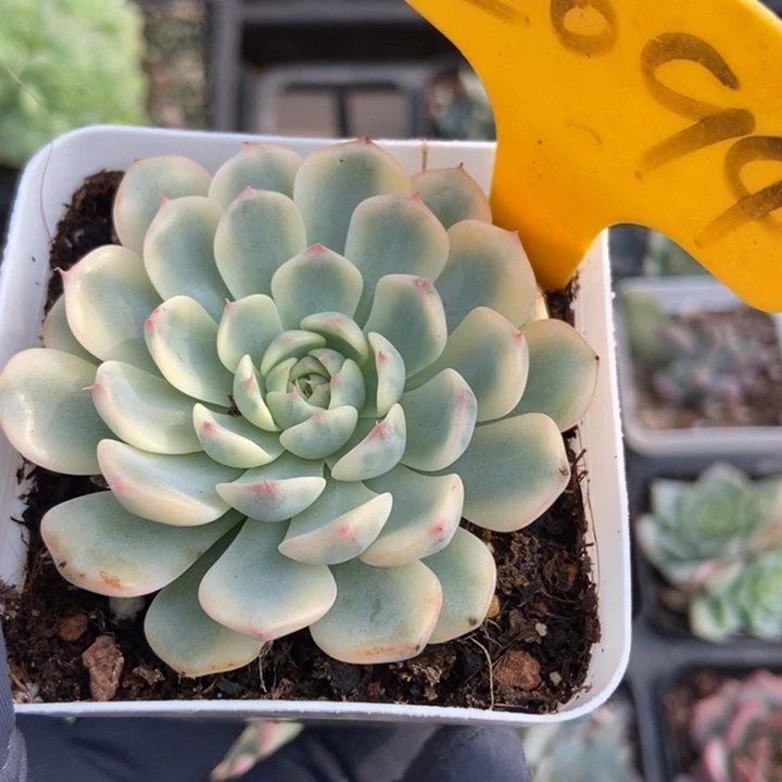 2094忌廉锦多肉植物
