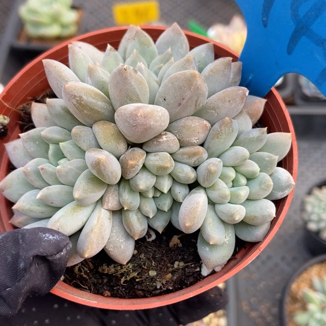 6144奶糖多肉植物保护