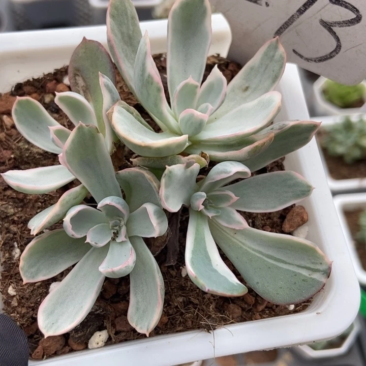 1273伯克利锦多肉植物