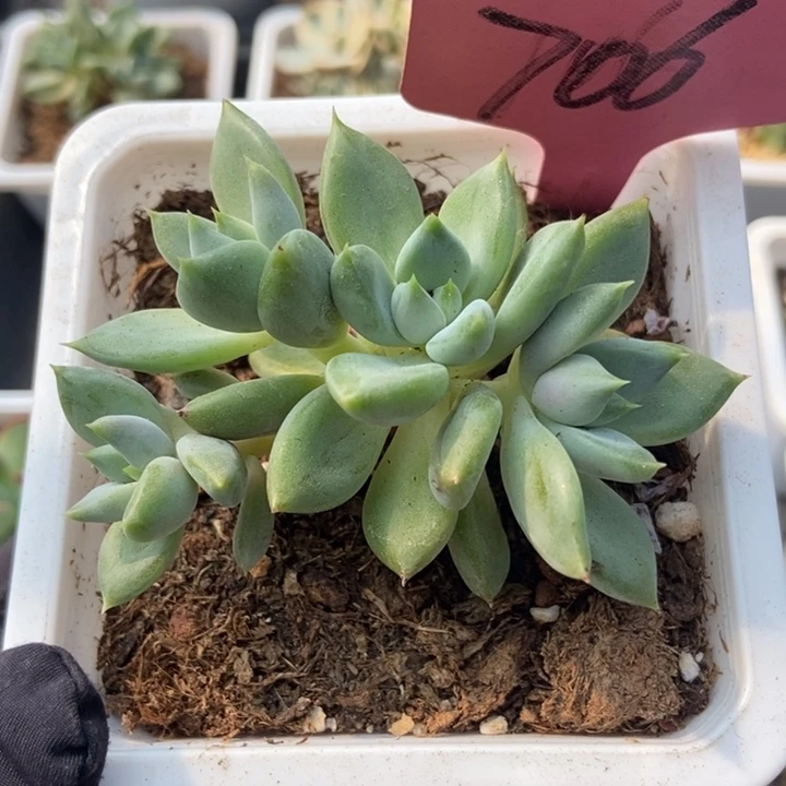706红象牙多肉植物保护