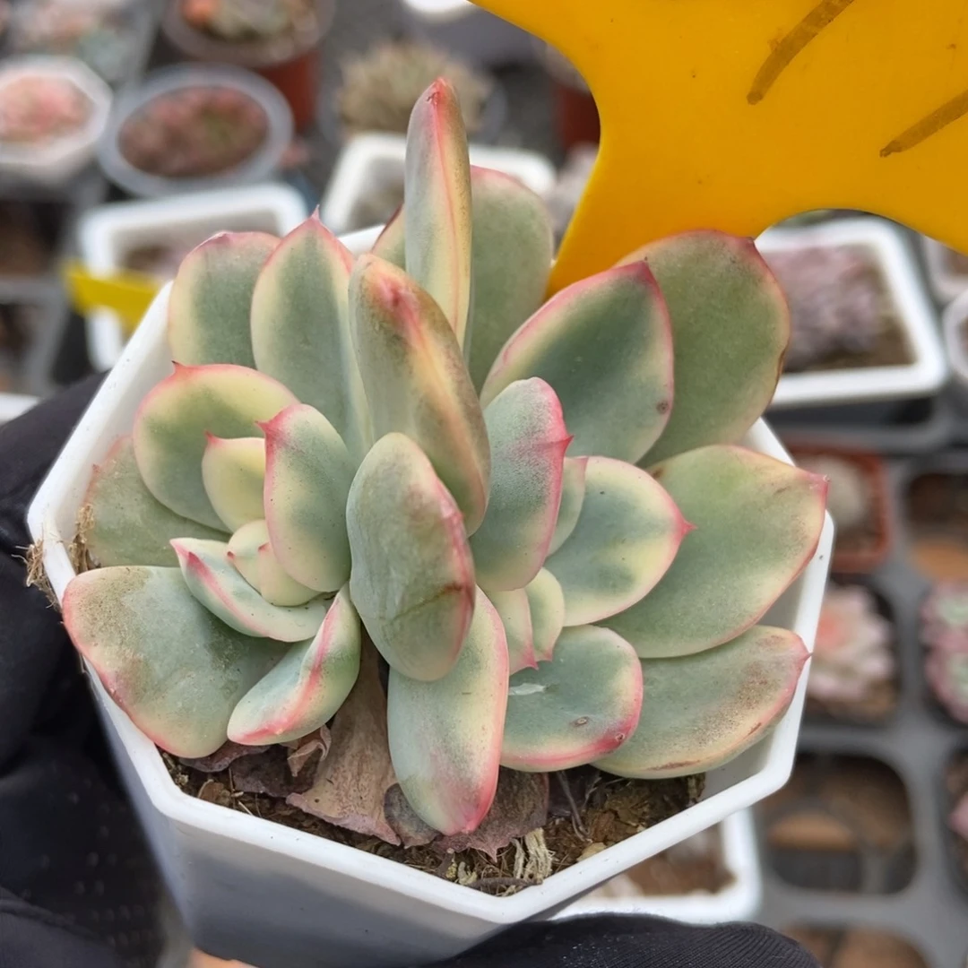 2097绮罗锦多肉植物保护