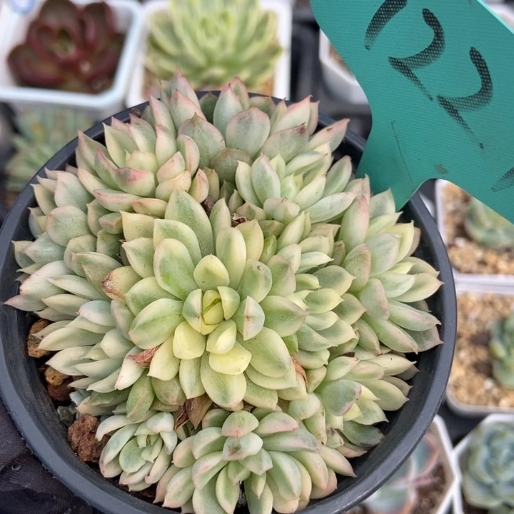 7227女雏锦多肉植物保护