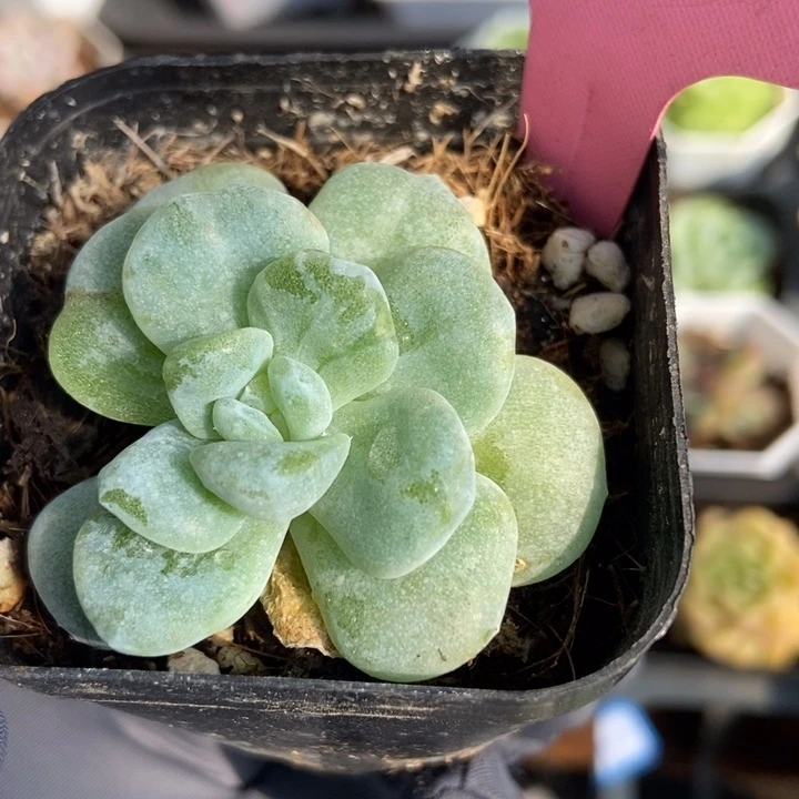 9005冰魄石化多肉植物