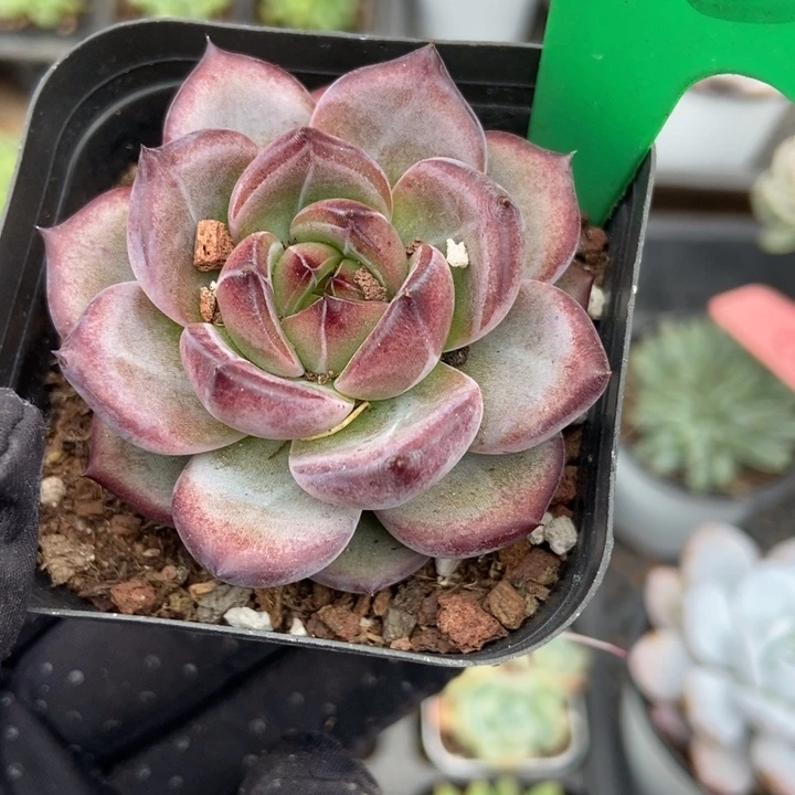 913夜魔侠多肉植物