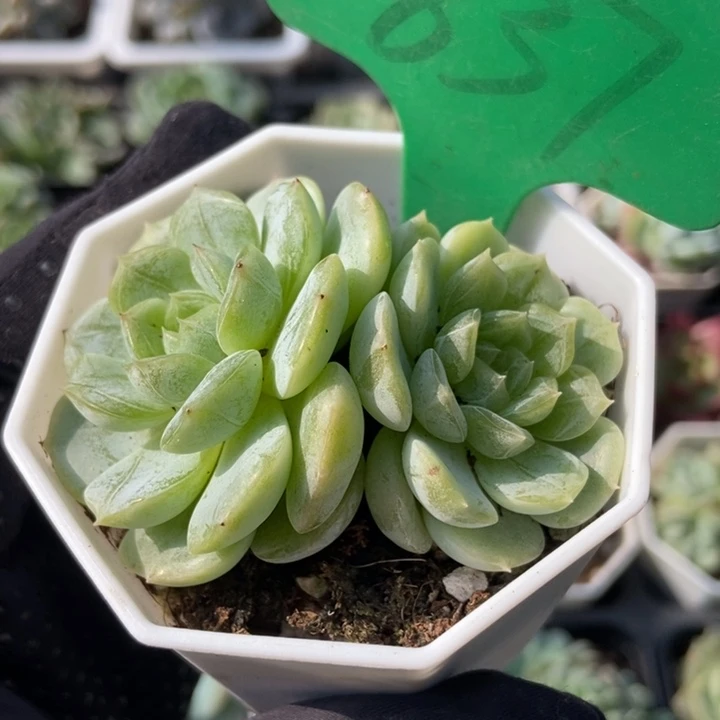 837白恋多肉植物保护