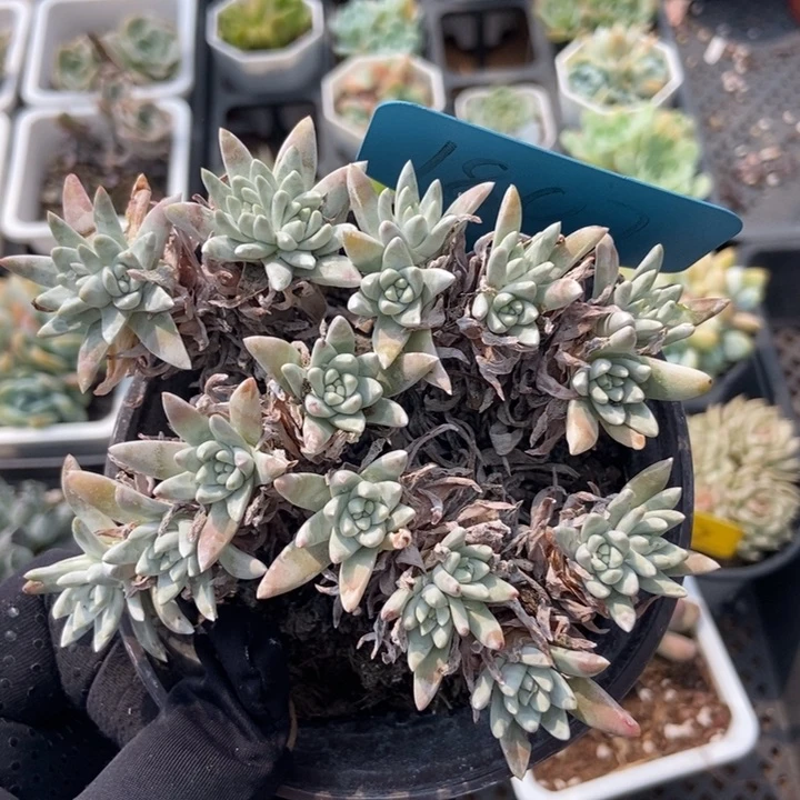 1807白菊多肉植物