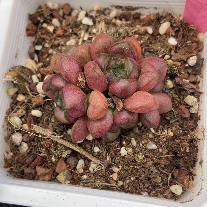 699葡萄多肉植物