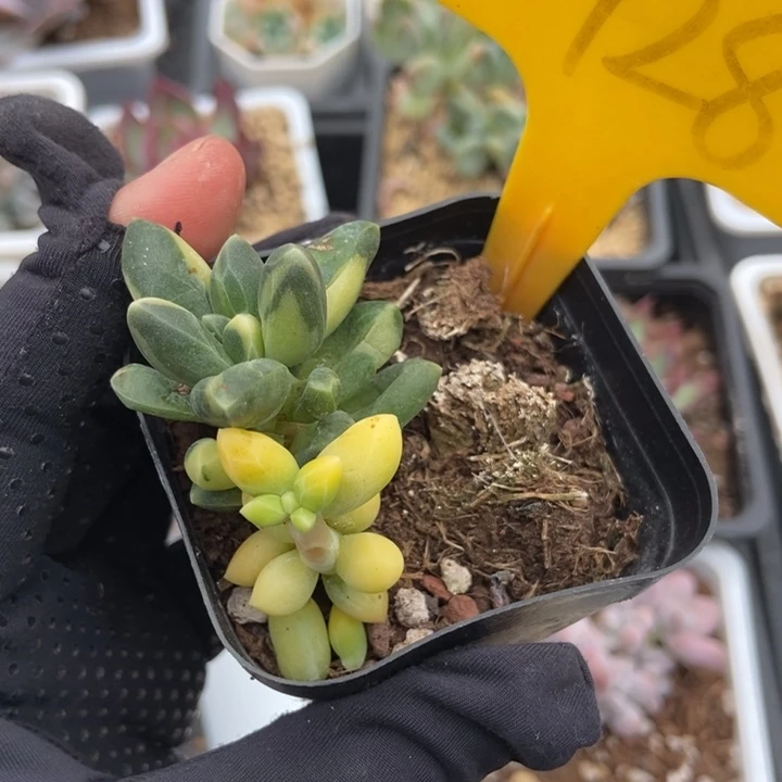 1928千代田锦多肉植物