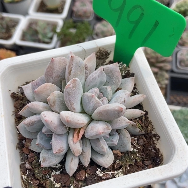 991石榴籽多肉植物