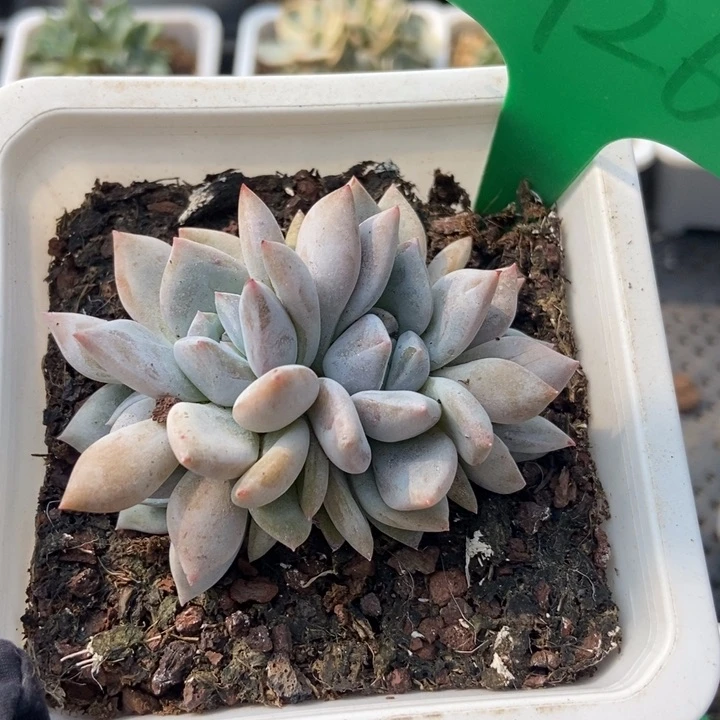 1926石榴籽多肉植物