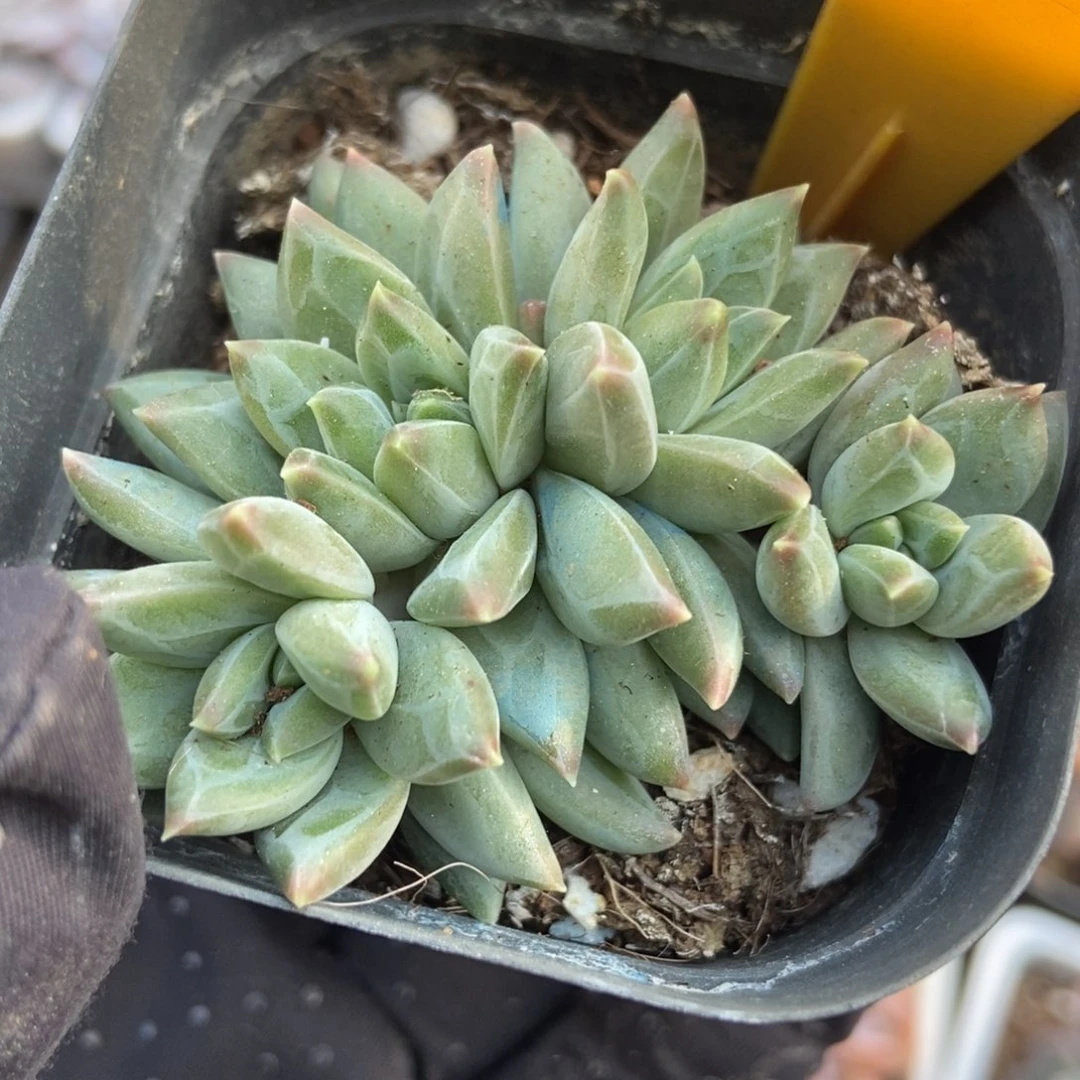 563陨石多肉植物保护