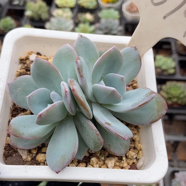 2019奶茶多肉植物