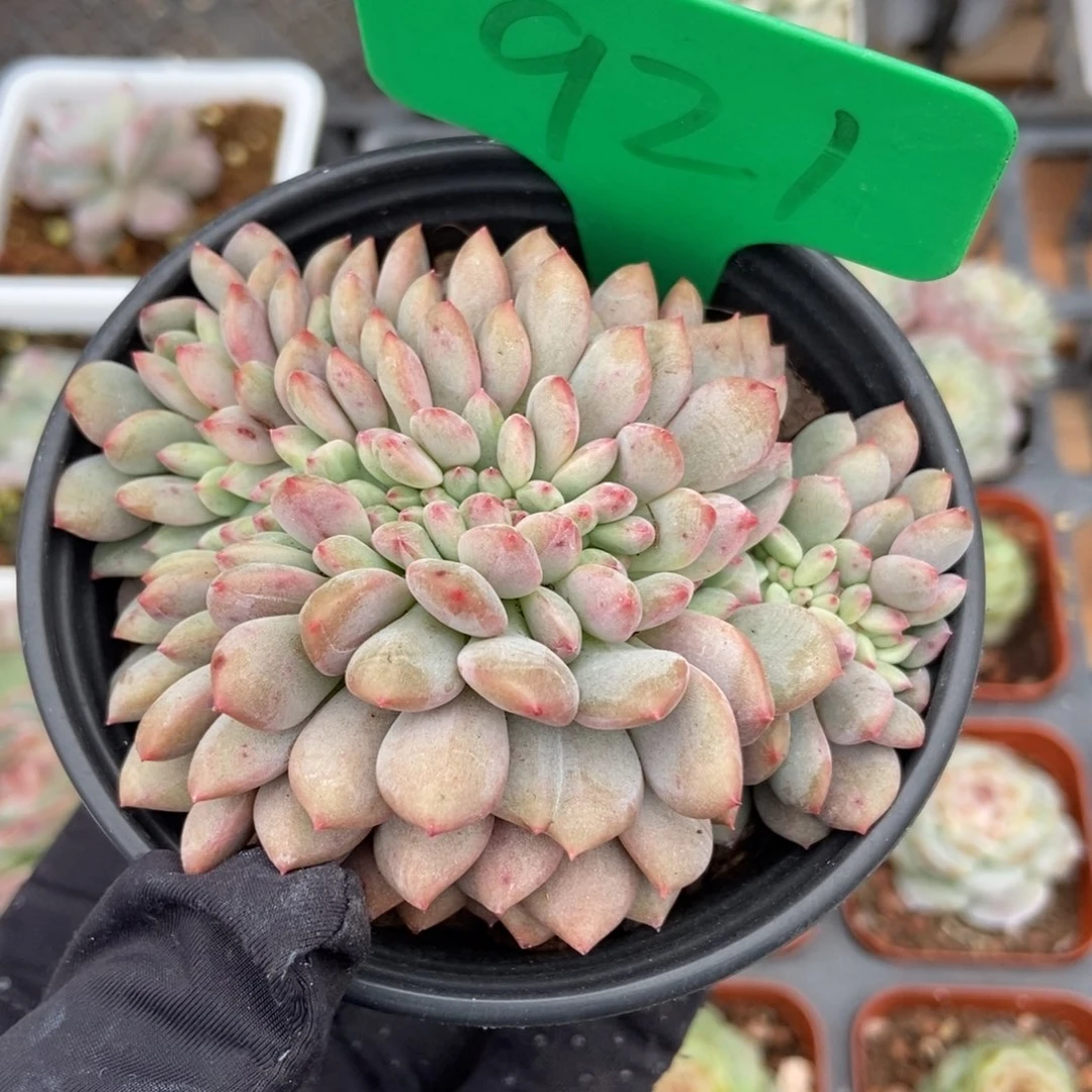 921爱丽儿多肉植物保护