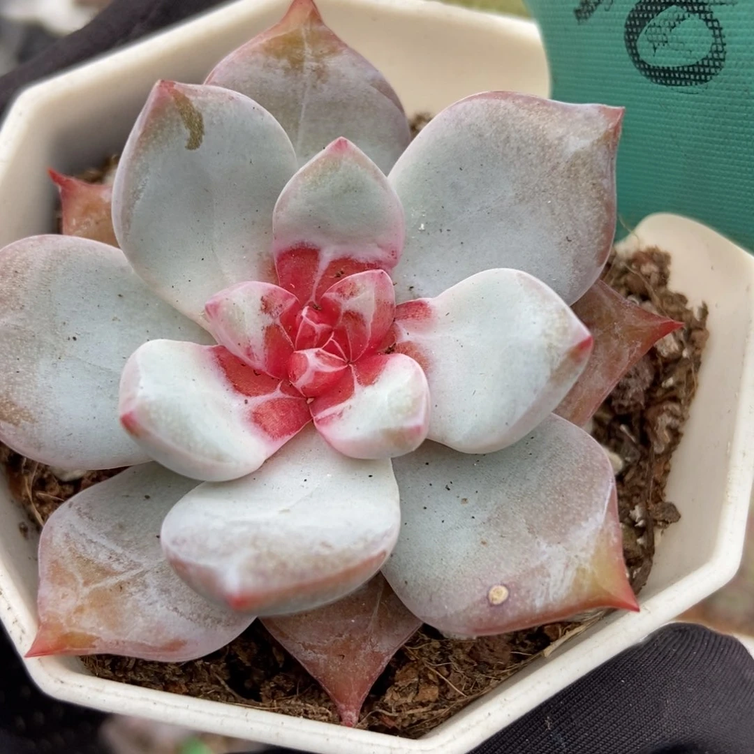 1116糖心雪天使多肉植物